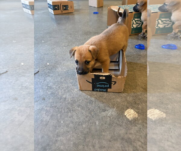 Medium Photo #3 German Shepherd Dog-Unknown Mix Puppy For Sale in Holly Springs, NC, USA