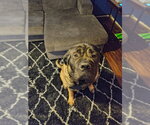 Small #2 Mutt