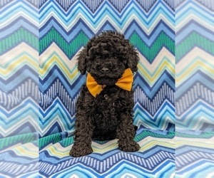 Poodle (Miniature) Puppy for sale in BIRD IN HAND, PA, USA