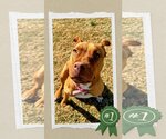 Small #3 American Staffordshire Terrier Mix