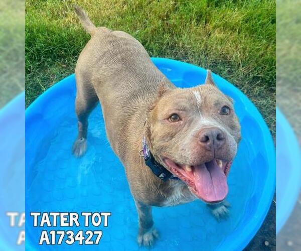 Medium Photo #3 American Pit Bull Terrier-Unknown Mix Puppy For Sale in Tulsa, OK, USA