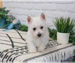 Small #4 West Highland White Terrier