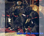 Small Photo #1 Great Dane Puppy For Sale in YELLVILLE, AR, USA