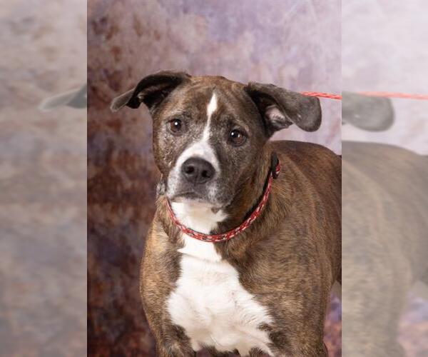 Medium Photo #2 Mutt Puppy For Sale in Olathe, KS, USA