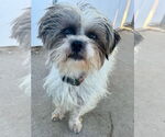 Small #3 Lhasa Apso Mix