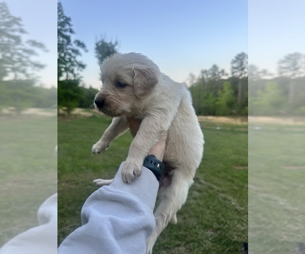 Medium Photo #36 Golden Retriever Puppy For Sale in CONCORD, VA, USA
