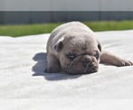 Maple - Female Pug Puppy for Sale - Photo #10