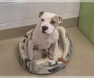 Mutt Dogs for adoption in Decatur, IL, USA