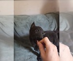 Puppy 6 Australian Shepherd-German Shepherd Dog Mix