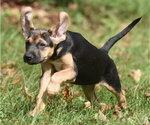 Small Photo #12 Australian Shepherd-Unknown Mix Puppy For Sale in Mechanicsburg, PA, USA