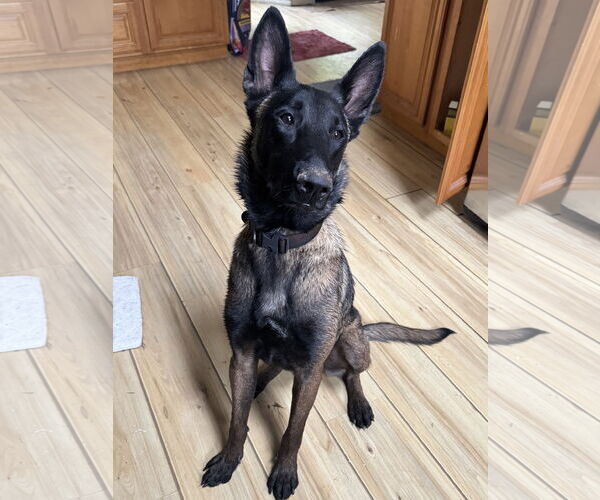 Medium Photo #8 Mutt Puppy For Sale in Seattle, WA, USA