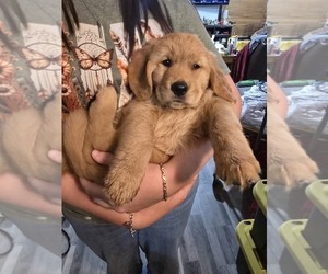 Golden Retriever Puppy for sale in TALIHINA, OK, USA