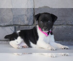 Jack Russell Terrier-Unknown Mix Puppy for sale in FREDERICKSBG, OH, USA