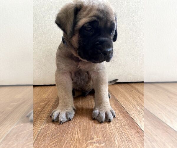 Medium Photo #8 Mastiff Puppy For Sale in CHESAPEAKE, VA, USA