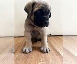 Small #7 Mastiff
