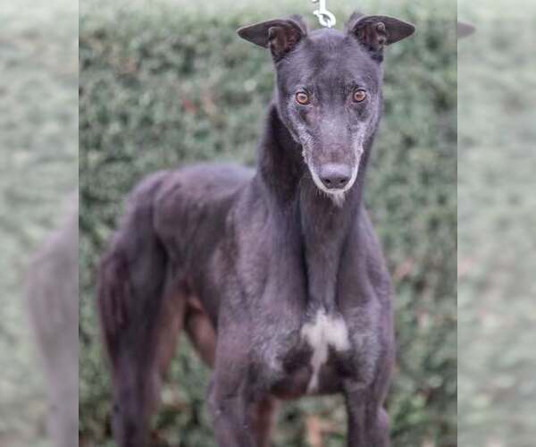 Medium Photo #1 Greyhound Puppy For Sale in Cherry Hill, NJ, USA