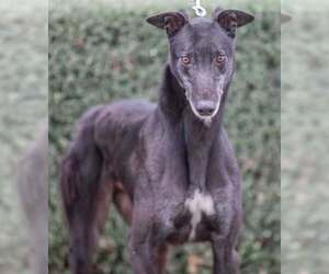 Greyhound Dogs for adoption in Cherry Hill, NJ, USA