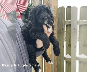 Bernedoodle Puppy for sale in BEDFORD, IN, USA