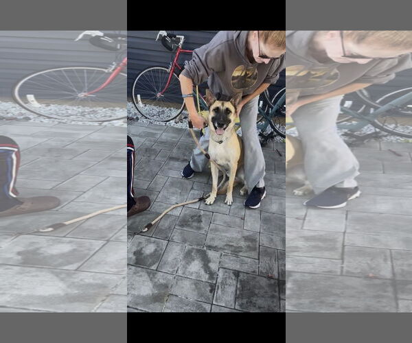 Medium Photo #10 Mutt Puppy For Sale in Stevens Point, WI, USA