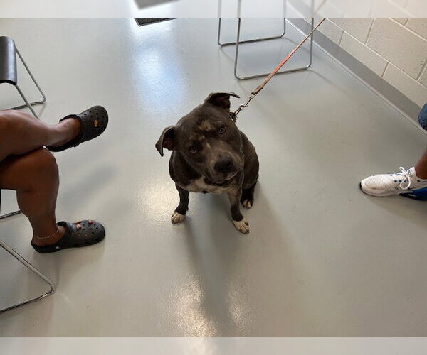 Medium Photo #1 Staffordshire Bull Terrier-Unknown Mix Puppy For Sale in Ocala, FL, USA