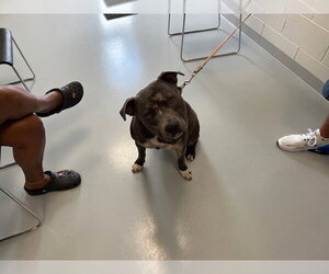 Staffordshire Bull Terrier-Unknown Mix Dogs for adoption in Ocala, FL, USA