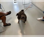 Small Staffordshire Bull Terrier Mix