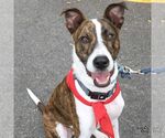 Small Photo #13 Mutt Puppy For Sale in Washington, DC, USA