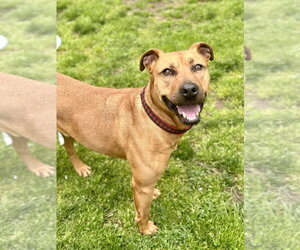 Barnum - Male American Staffordshire Terrier-Rhodesian Ridgeback Mix Dog for Adoption - Photo #5