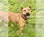 Small Photo #5 American Staffordshire Terrier-Rhodesian Ridgeback Mix Puppy For Sale in Brewster, NY, USA