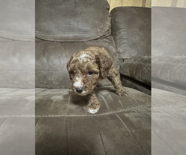 Medium Photo #6 Poodle (Miniature) Puppy For Sale in AKELEY, MN, USA