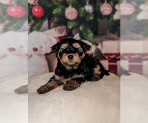 Yorkshire Terrier Puppy for sale in MIDLAND, TX, USA