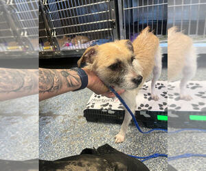 Mutt Dogs for adoption in Linton, IN, USA