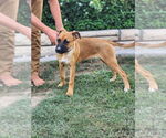 Small #9 Boxador
