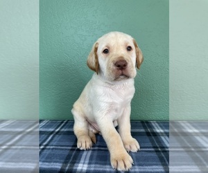 Labrador Retriever Puppy for sale in LANCASTER, CA, USA