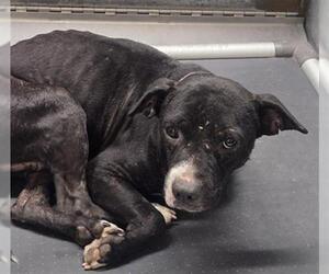 Labrador Retriever-Unknown Mix Dogs for adoption in Conroe, TX, USA