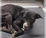 Small Labrador Retriever Mix