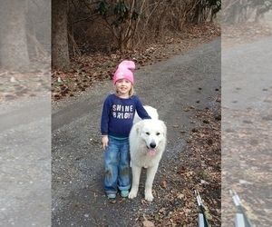 Father of the Anatolian Pyrenees puppies born on 07/15/2026