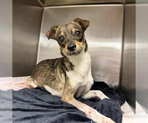 Chihuahua-Unknown Mix Dogs for adoption in San Antonio, TX, USA
