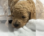 Small Photo #13 Goldendoodle Puppy For Sale in LAKELAND, FL, USA