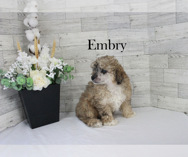 Medium Photo #3 Poodle (Miniature) Puppy For Sale in CHANUTE, KS, USA
