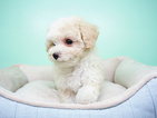Small Photo #3 Maltipoo Puppy For Sale in LA MIRADA, CA, USA