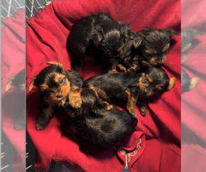 Yorkshire Terrier Puppy for Sale in HARTSELLE, Alabama USA