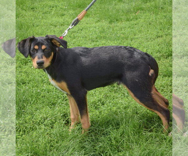 Medium Photo #3 Shepweiller Puppy For Sale in Huntley, IL, USA