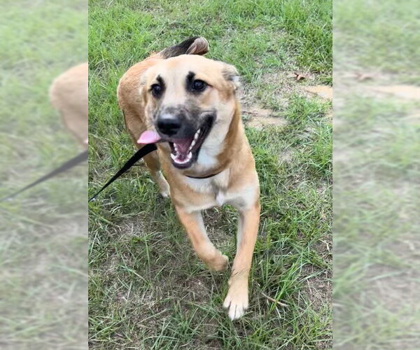 Medium Photo #5 Mutt Puppy For Sale in Tarrytown, GA, USA