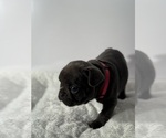 Small #3 French Bulldog