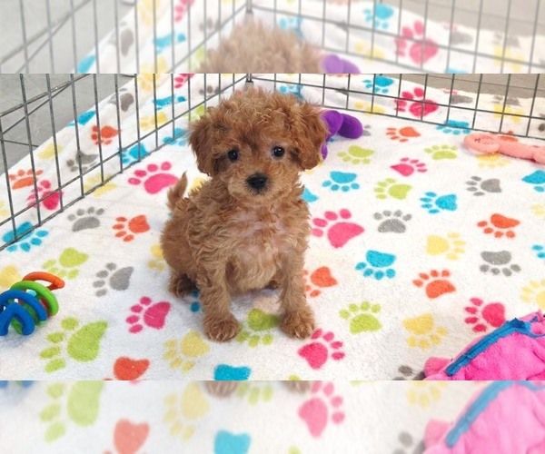 Medium Photo #13 Cavapoo (Miniature)-Poodle (Toy) Mix Puppy For Sale in ORO VALLEY, AZ, USA