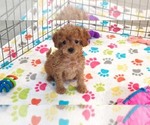 Small #12 Cavapoo (Miniature)-Poodle (Toy) Mix