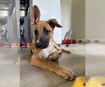 Small #7 Labrador Retriever Mix