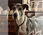 Small #4 Great Dane