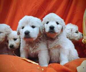 English Cream Golden Retriever Puppy for sale in EVERETT, WA, USA